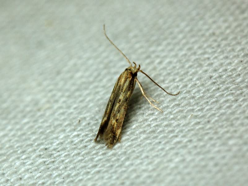 Lepidoptera